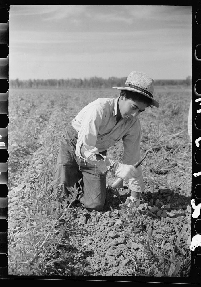 Young sugar beet worker, Treasure County, Montana. Sourced from the Library of Congress.