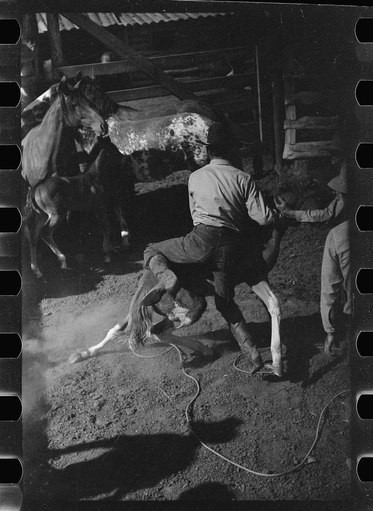 [Untitled photo, possibly related to: Throwing a colt for branding, Quarter Circle U roundup, Montana]. Sourced from the…