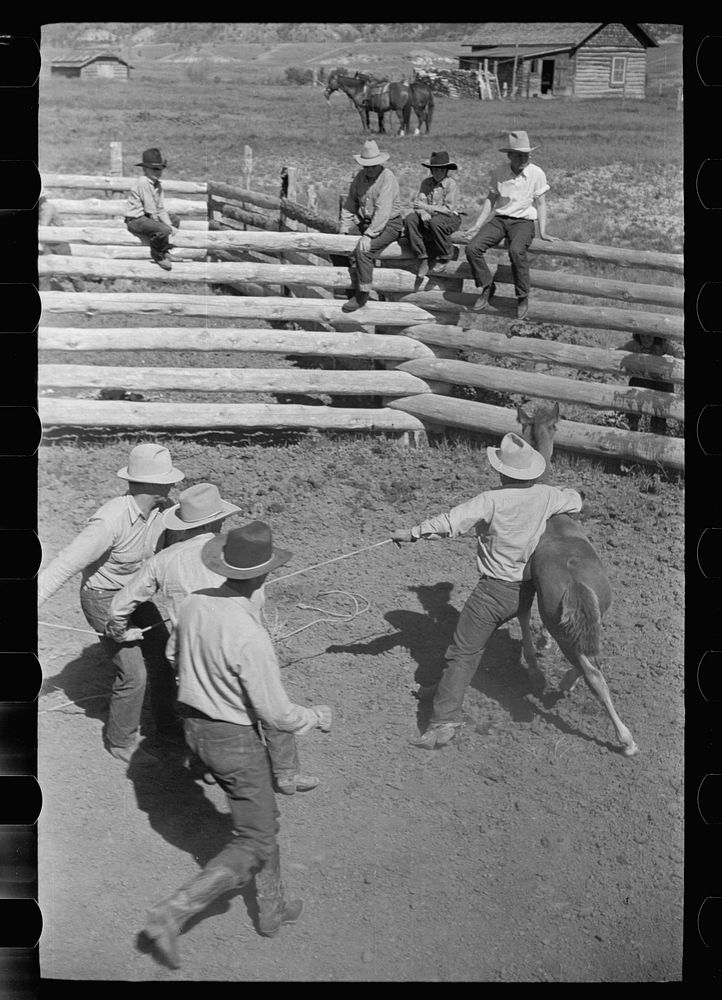 [Untitled photo, possibly related to: Roping a colt for branding, Quarter Circle U roundup, Montana]. Sourced from the…