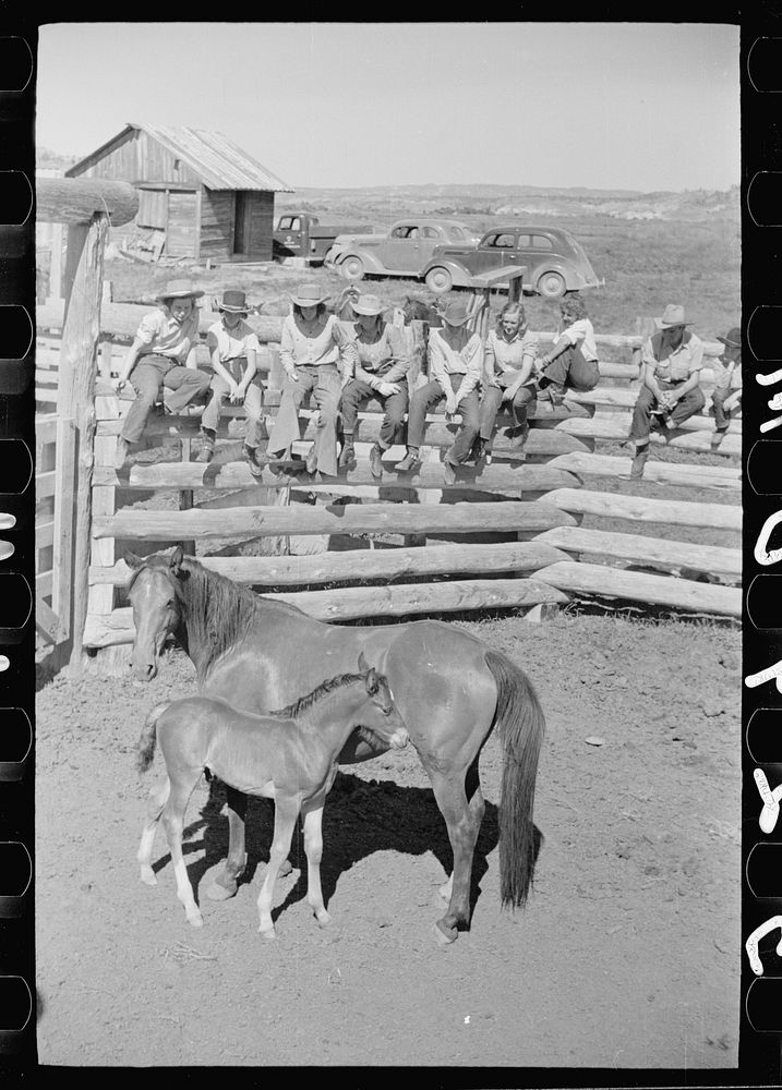 Mare and colt, Quarter Circle U roundup, Montana. Sourced from the Library of Congress.