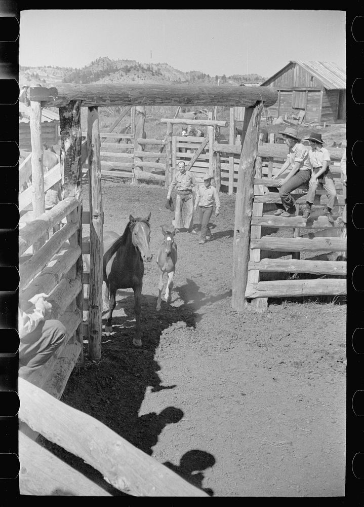Driving mare and colt into branding corral, Quarter Circle U roundup, Montana. Sourced from the Library of Congress.