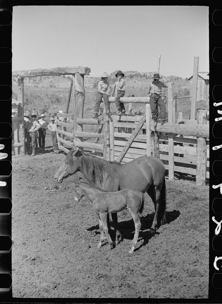 [Untitled photo, possibly related to: Mares and colts, Quarter Circle U roundup, Montana]. Sourced from the Library of…