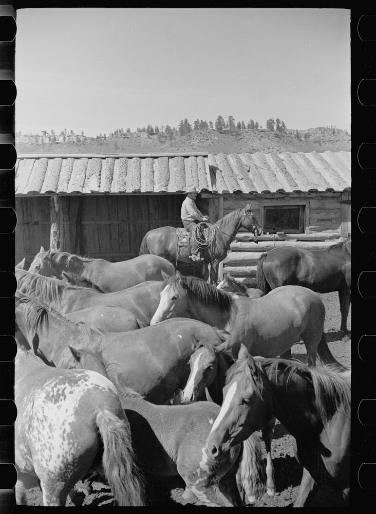 Mares and colts, Quarter Circle U roundup, Montana. Sourced from the Library of Congress.