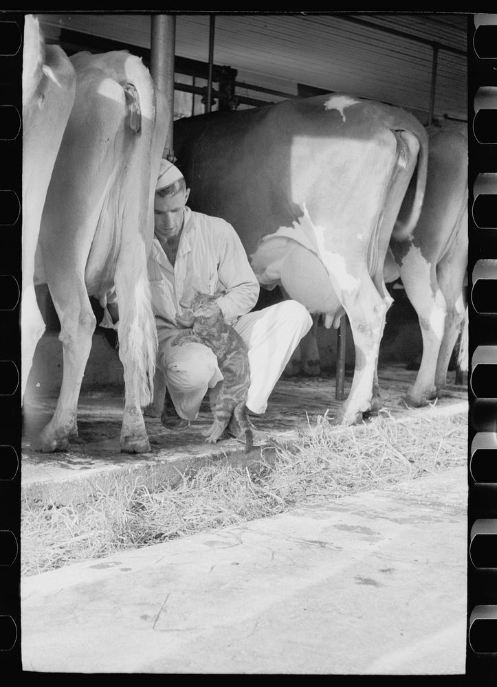 [Untitled photo, possibly related to: Milker gives pet cat some milk direct from cow, Brandtjen Dairy Farm, Dakota County…