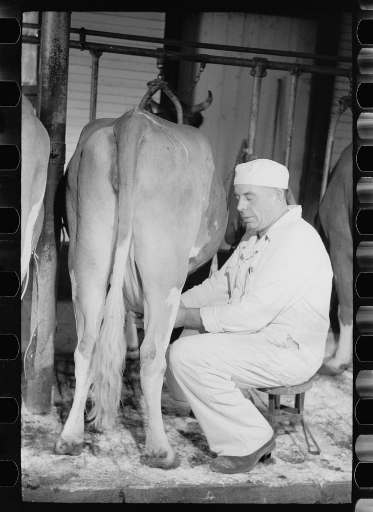 [Untitled photo, possibly related to: Milking by hand, dairy farm, Dakota County, Minnesota]. Sourced from the Library of…