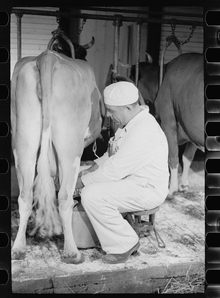 [Untitled photo, possibly related to: Milking by hand, dairy farm, Dakota County, Minnesota]. Sourced from the Library of…