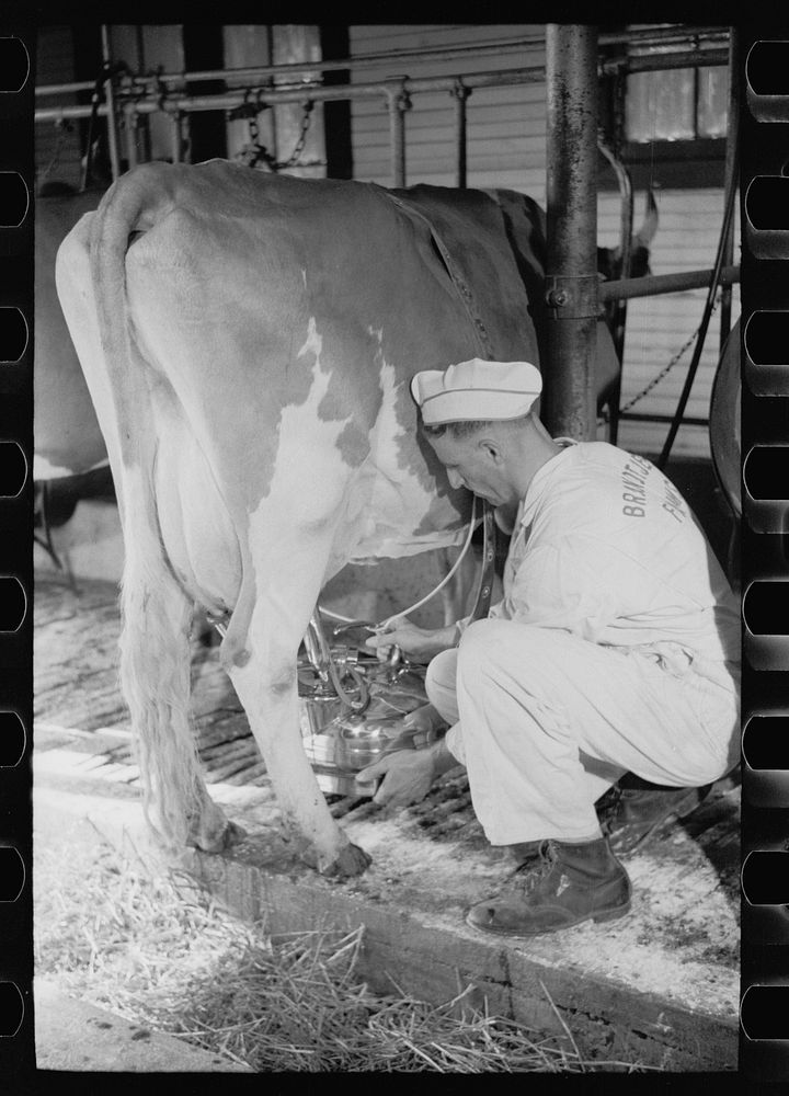 [Untitled photo, possibly related to: Adjusting milking machine, Dakota County, Minnesota]. Sourced from the Library of…