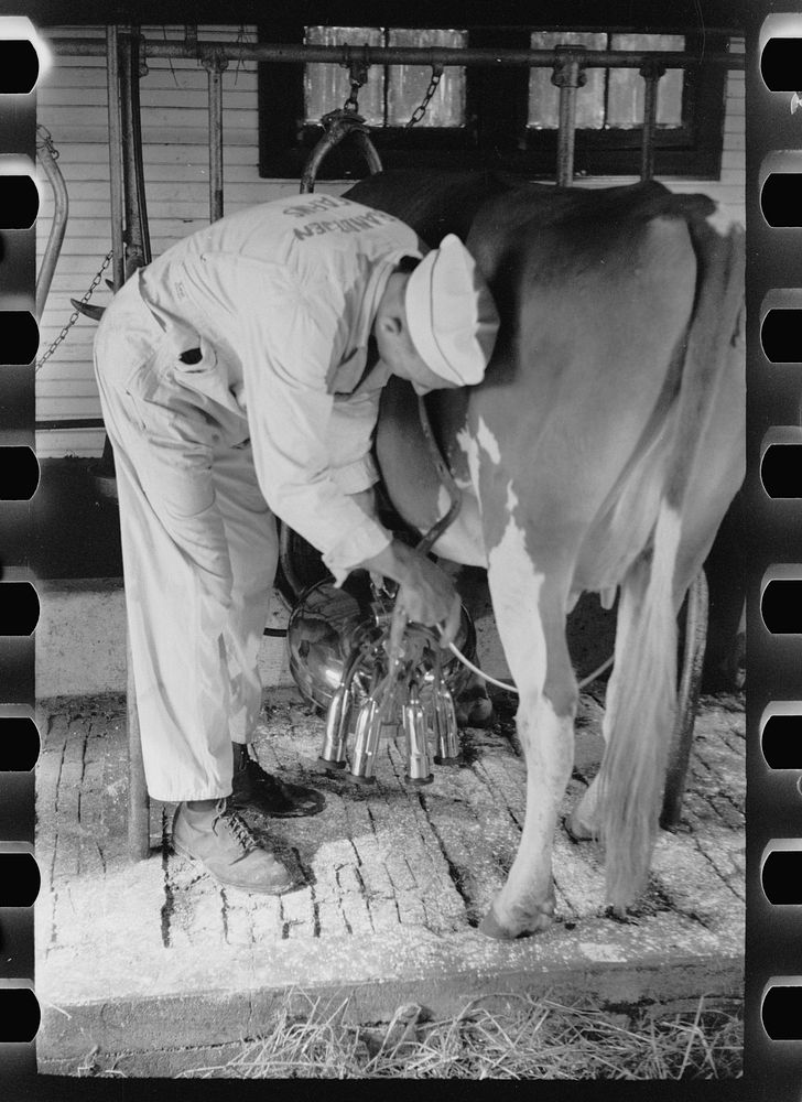 [Untitled photo, possibly related to: Adjusting milking machine, Dakota County, Minnesota]. Sourced from the Library of…