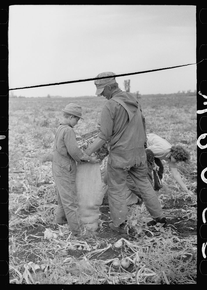 Rice County, Minnesota. Boy helping his father in an onion field. Sourced from the Library of Congress.