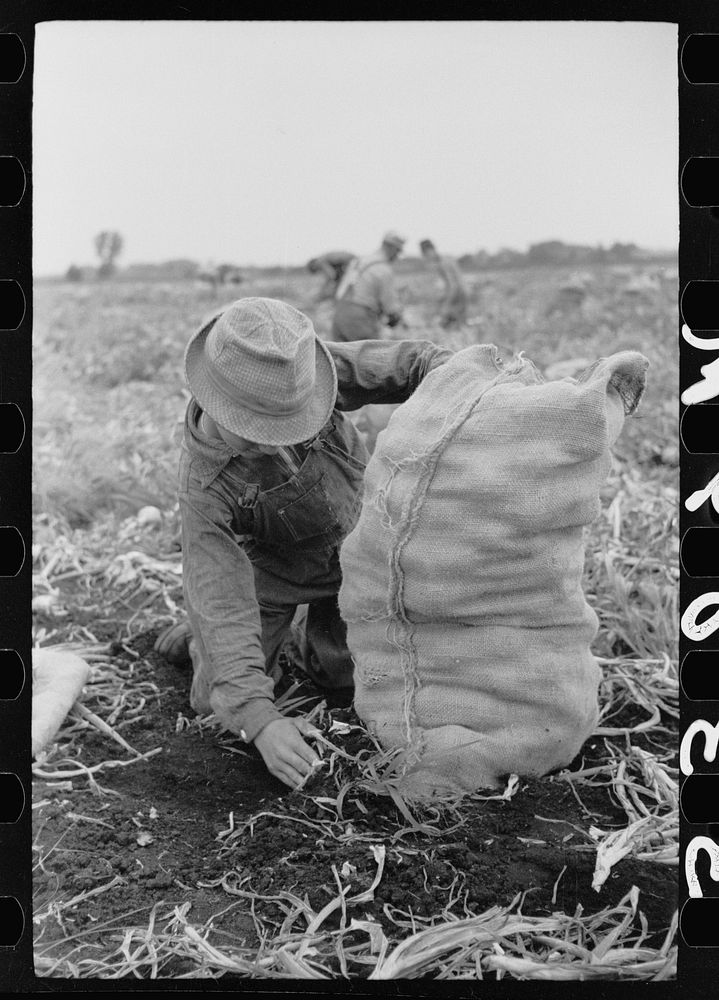 [Untitled photo, possibly related to: Child labor in onion field, Rice County, Minnesota]. Sourced from the Library of…