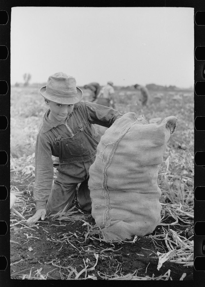 Child labor in onion field, Rice County, Minnesota. Sourced from the Library of Congress.