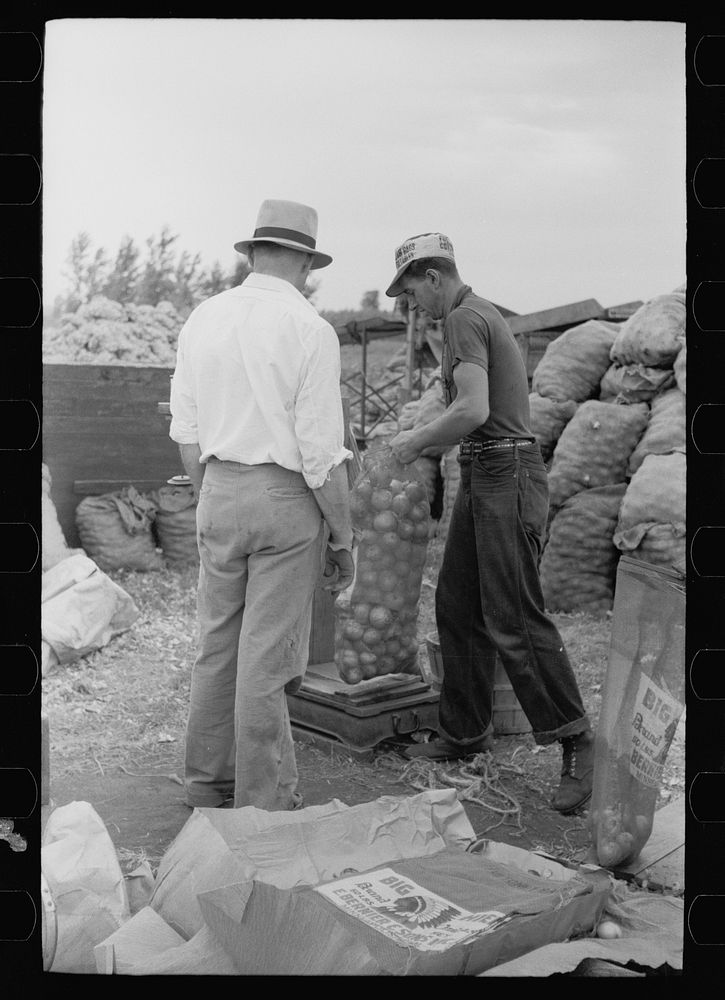[Untitled photo, possibly related to: Loading onions, Rice County, Minnesota]. Sourced from the Library of Congress.