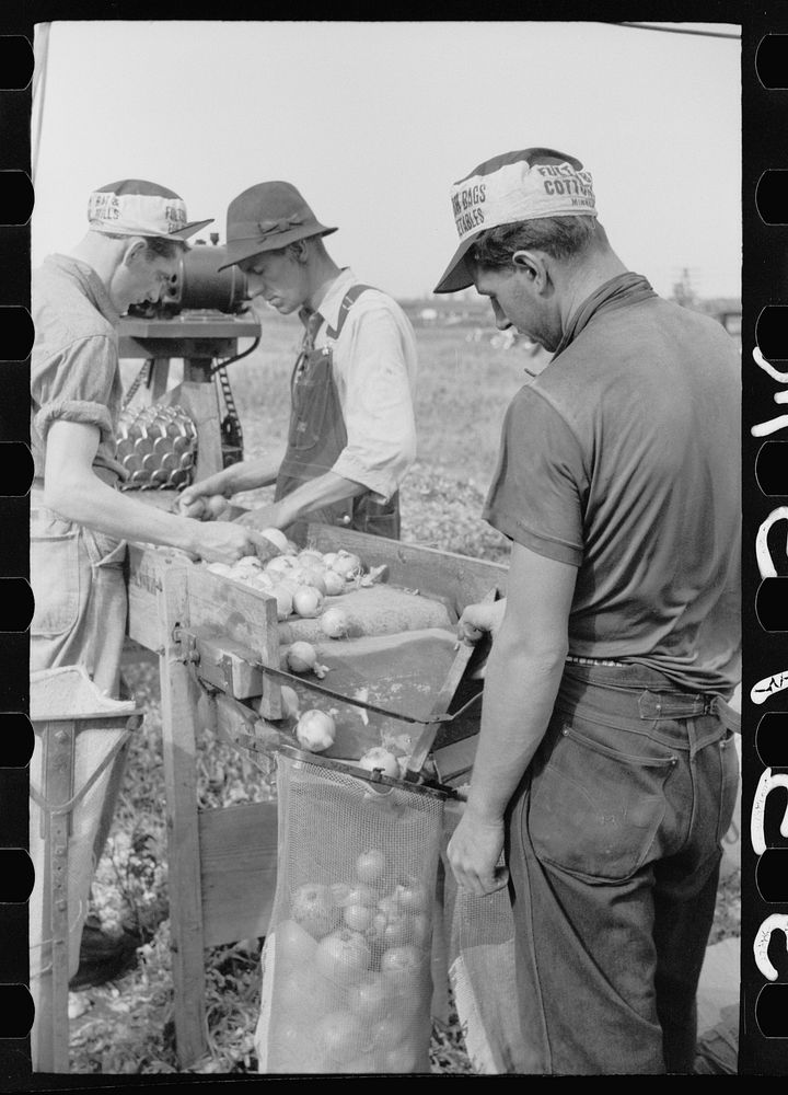 Sorting onions, Rice County, Minnesota. Sourced from the Library of Congress.