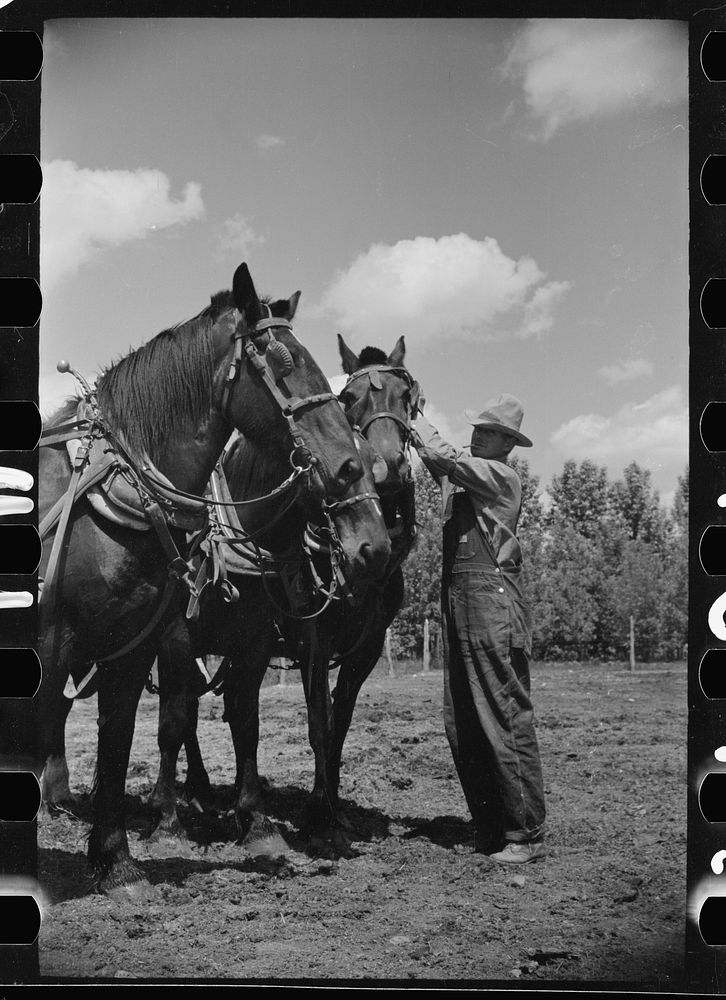 Resettled farmer, Fairfield Bench Farms, Montana. Sourced from the Library of Congress.