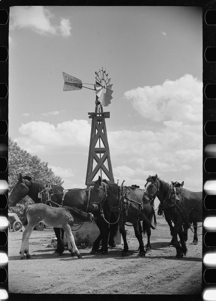 [Untitled photo, possibly related to: Mare and colt at trough, Fairfield Bench Farms, Montana]. Sourced from the Library of…