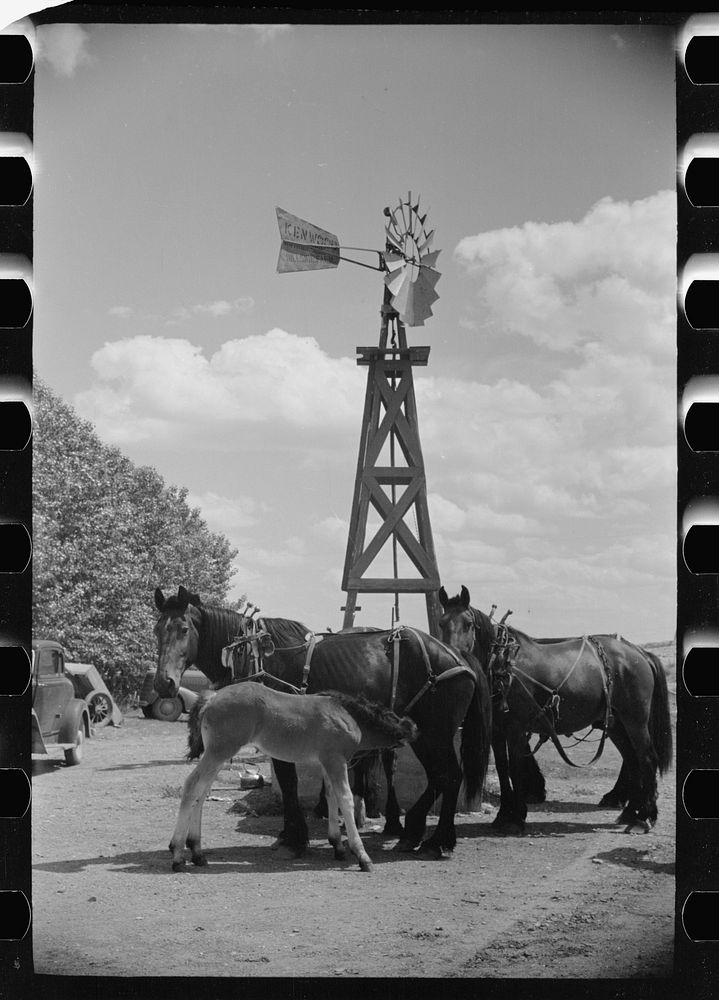 [Untitled photo, possibly related to: Mare and colt at trough, Fairfield Bench Farms, Montana]. Sourced from the Library of…