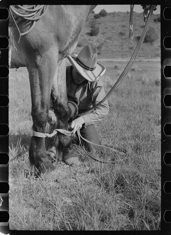 [Untitled photo, possibly related to: Putting hobble on horse, Quarter Circle U Ranch, Big Horn County, Montana]. Sourced…