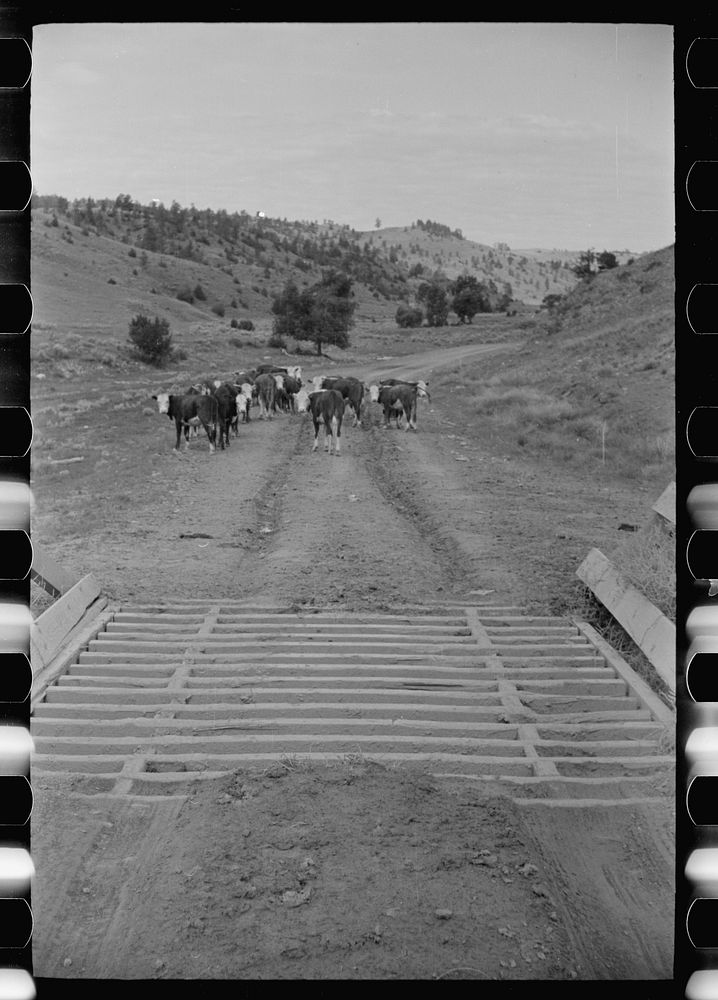 [Untitled photo, possibly related to: Cattle guard on rural road, Big Horn County, Montana]. Sourced from the Library of…