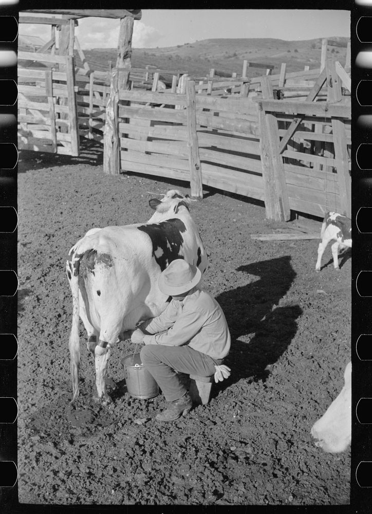 Cowboy milking in corral, Quarter Circle U Ranch, Big Horn County, Montana. Sourced from the Library of Congress.