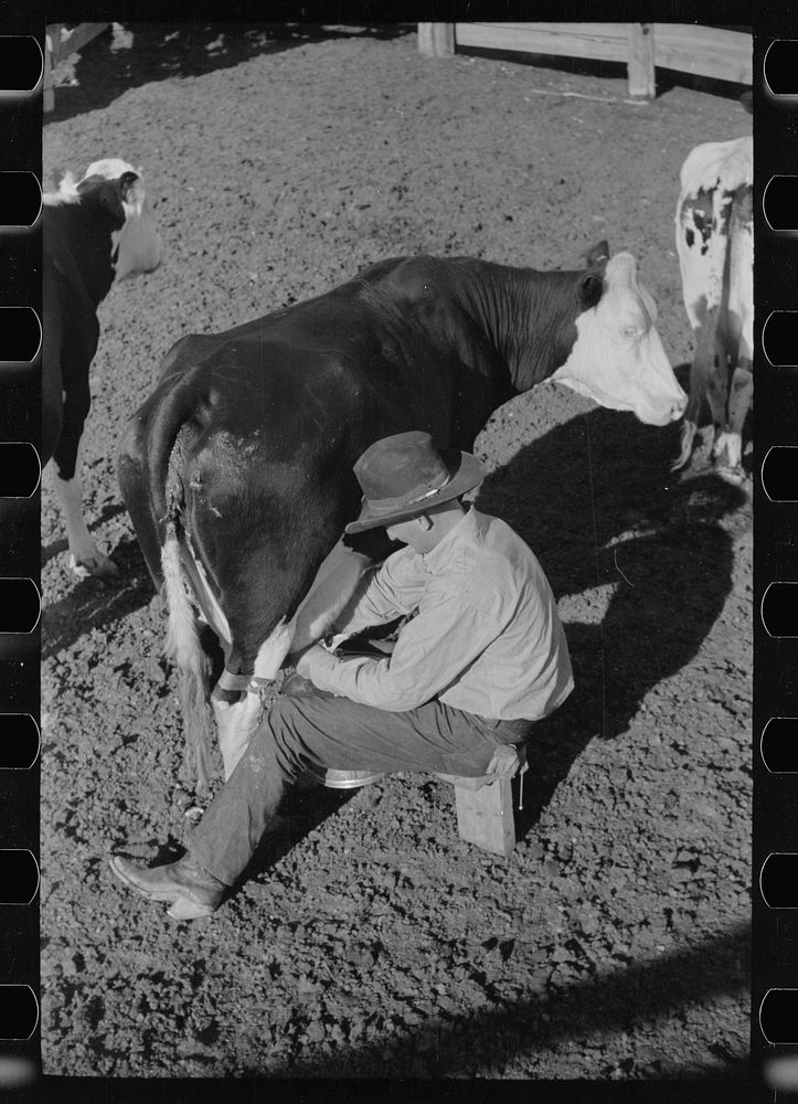 Milking in corral, Quarter Circle U Ranch, Big Horn County, Montana. Sourced from the Library of Congress.