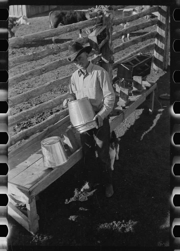 [Untitled photo, possibly related to: Cowboy with milkstool and pail, Quarter Circle U Ranch, Big Horn County, Montana].…