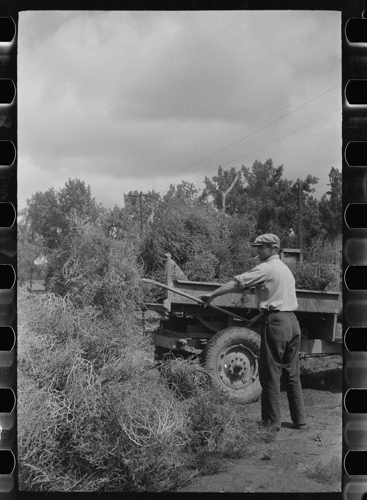 [Untitled photo, possibly related to: Forsythe, Montana. Loading truck with tumbleweed]. Sourced from the Library of…