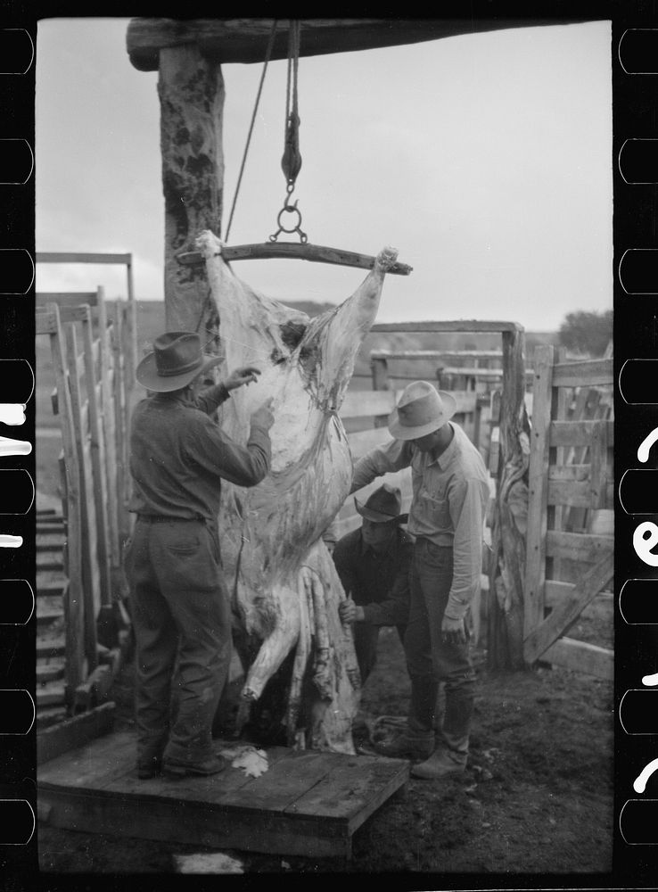 [Untitled photo, possibly related to: Butchering a cow, Quarter Circle U Ranch, Montana]. Sourced from the Library of…