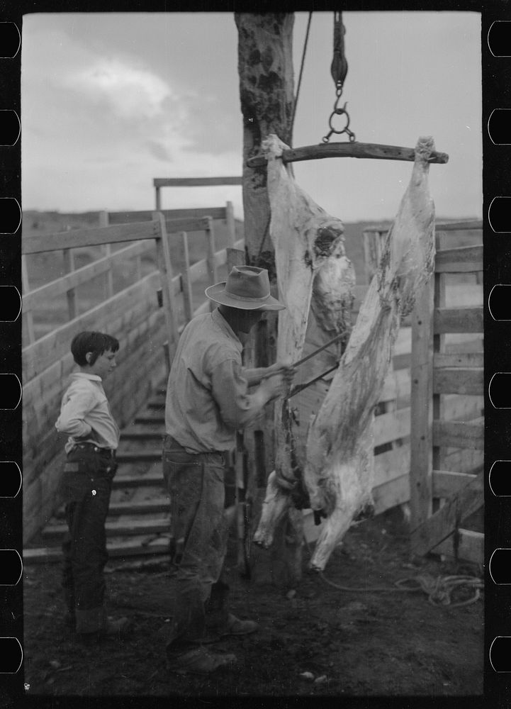 [Untitled photo, possibly related to: Butchering a cow, Quarter Circle U Ranch, Montana]. Sourced from the Library of…