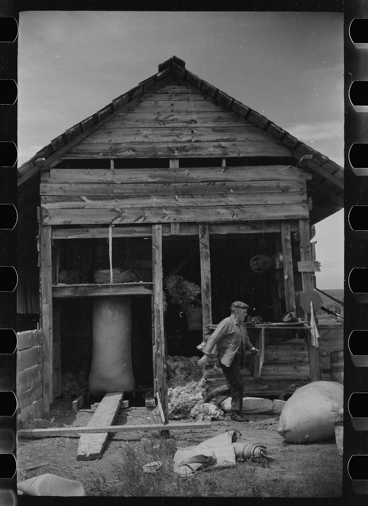 [Untitled photo, possibly related to: Moving bag of wool, Rosebud County, Montana]. Sourced from the Library of Congress.