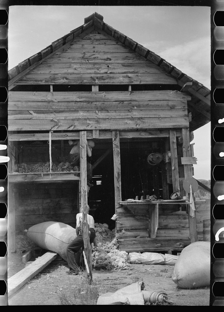 Moving bag of wool, Rosebud County, Montana. Sourced from the Library of Congress.