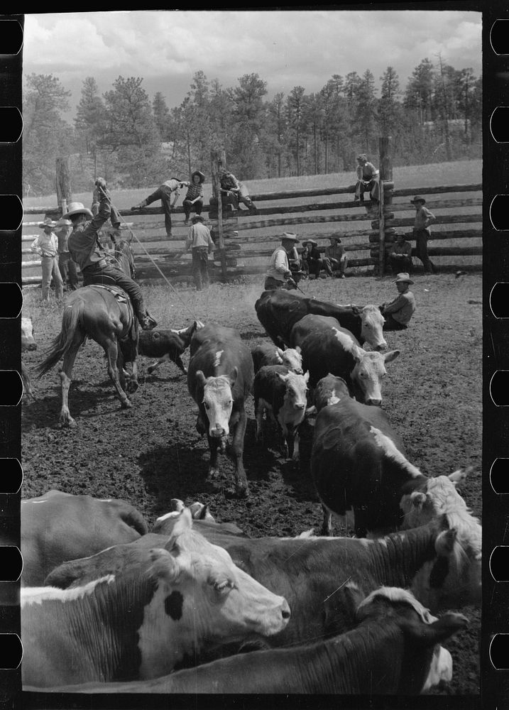 [Untitled photo, possibly related to: Three Circle roundup, in corral, at Custer National Forest, Montana]. Sourced from the…