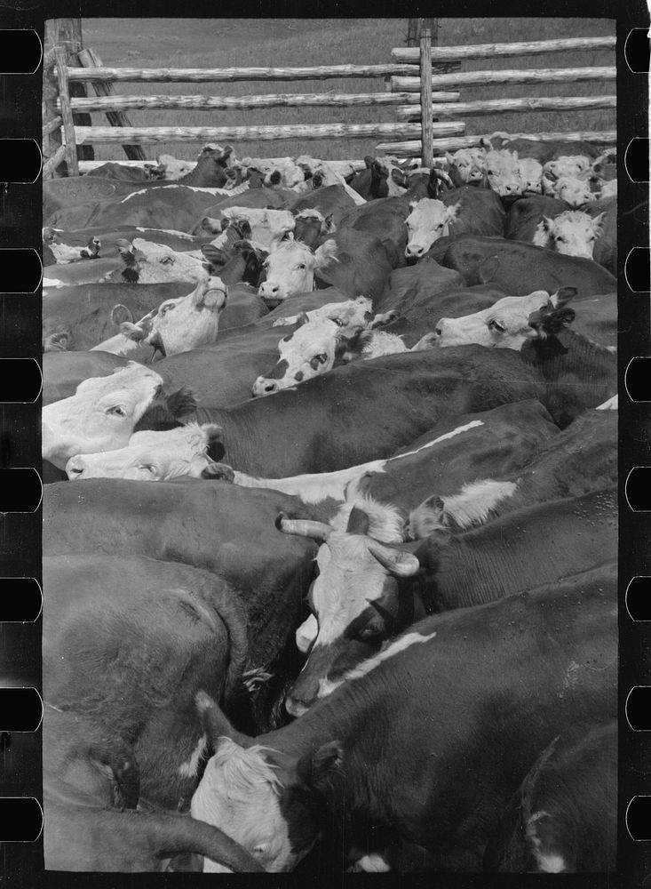 [Untitled photo, possibly related to: Cows rounded up by Three Circle Ranch, Custer National Forest, Montana]. Sourced from…