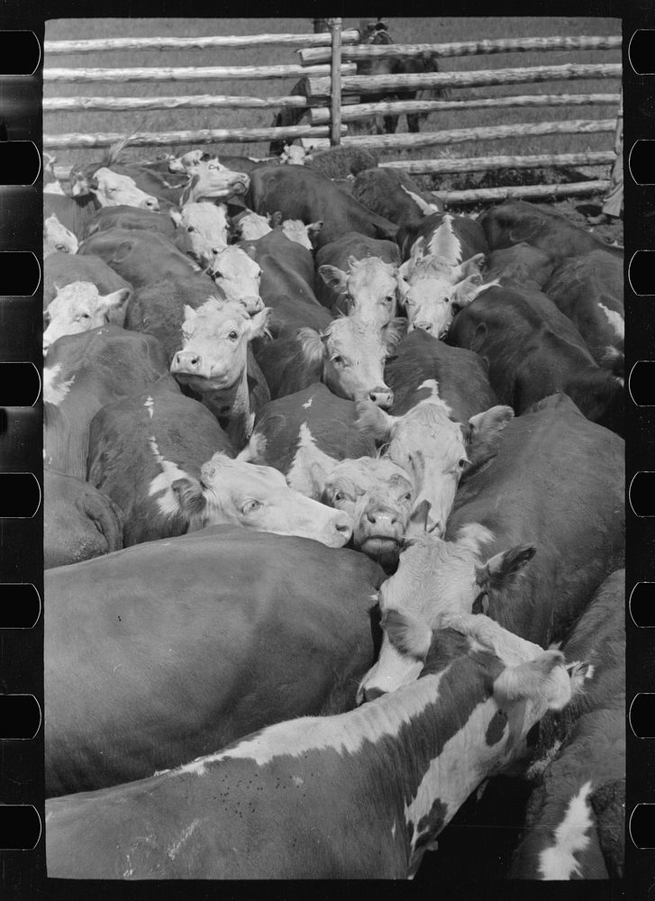 Cows rounded up by Three Circle Ranch, Custer National Forest, Montana. Sourced from the Library of Congress.