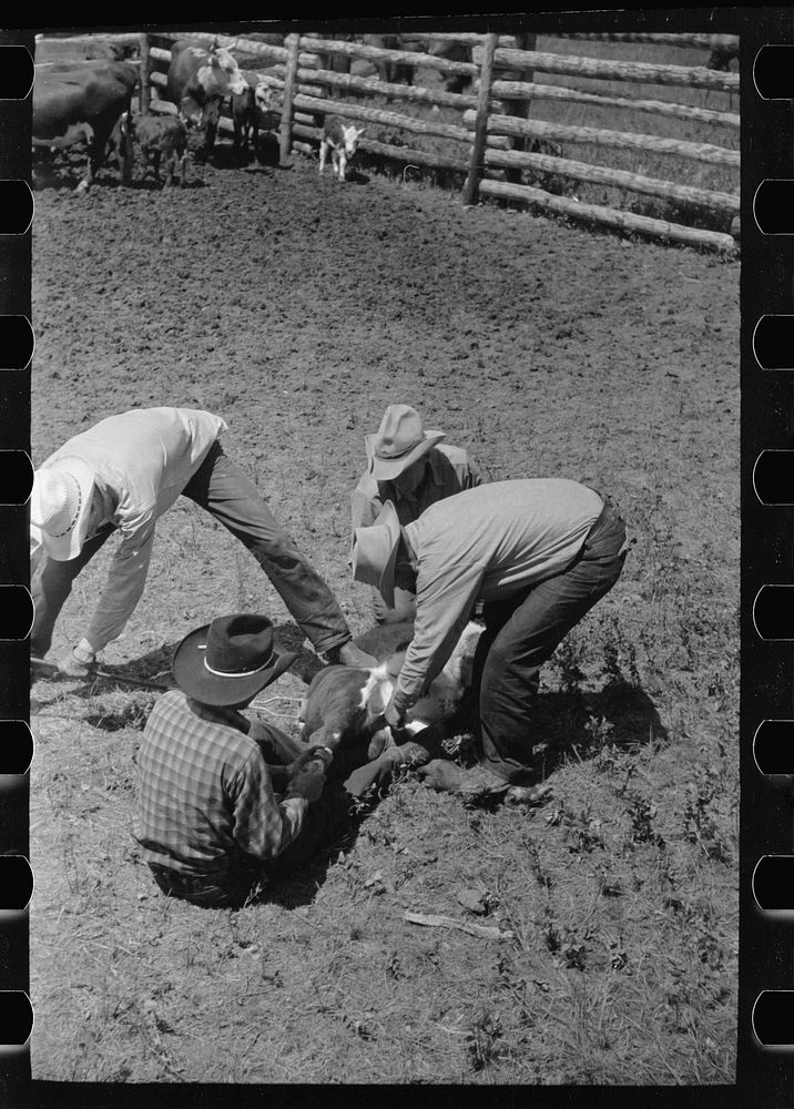 [Untitled photo, possibly related to: Branding calf, Quarter Circle U Ranch roundup, Montana]. Sourced from the Library of…