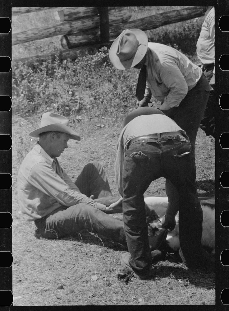 [Untitled photo, possibly related to: Preparing to inoculate calf againstleg, Three Circle roundup, Custer National Forest…