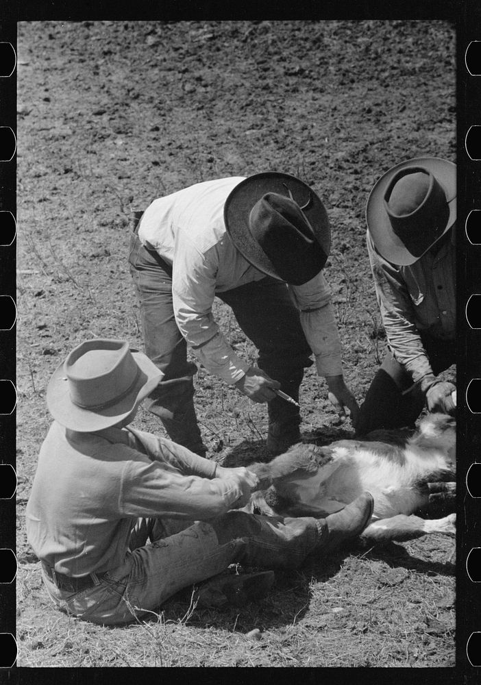 [Untitled photo, possibly related to: Preparing to inoculate calf againstleg, Three Circle roundup, Custer National Forest…