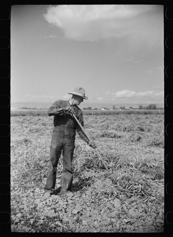 [Untitled photo, possibly related to: Thomas W. Beede, resettlement client, Western Slope Farms, Colorado]. Sourced from the…