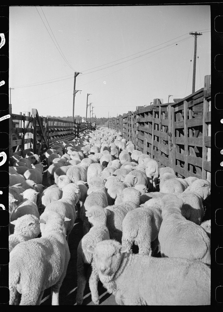 Loading sheep into freight cars, stockyard, Denver, Colorado. Sourced from the Library of Congress.
