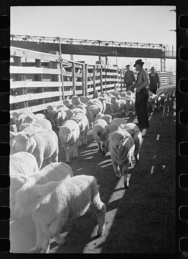 Sheep in stockyard, Denver, Colorado. Sourced from the Library of Congress.