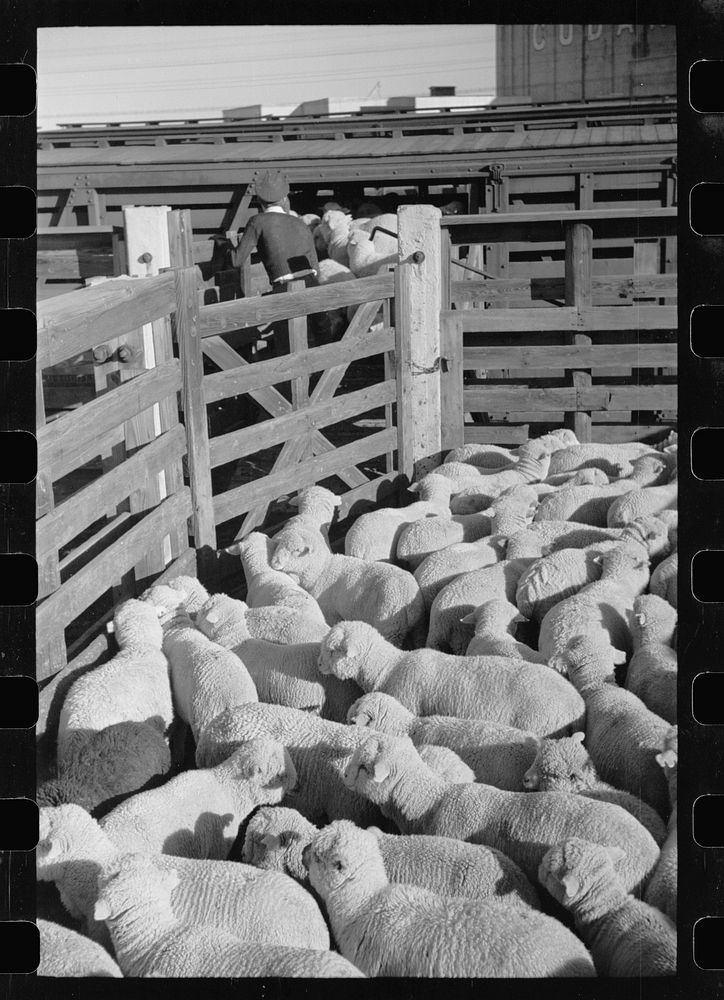Loading sheep in stockyard, Denver, Colorado. Sourced from the Library of Congress.