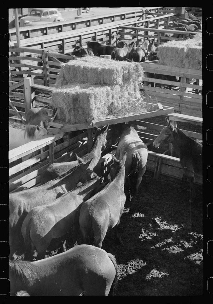 Mule stockyard, Denver, Colorado. Sourced from the Library of Congress.