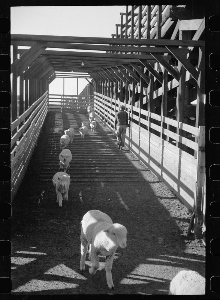 Sheep on way to loading camp stockyard, Denver, Colorado. Sourced from the Library of Congress.