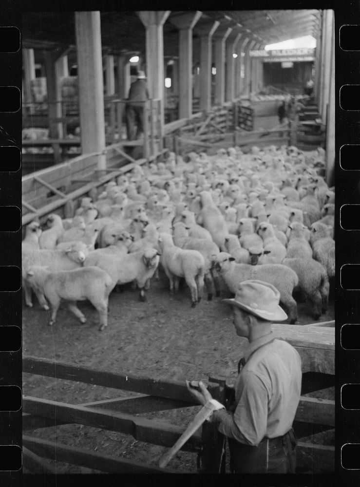 Interior of sheep barns, stockyards, Denver, Colorado. Sourced from the Library of Congress.