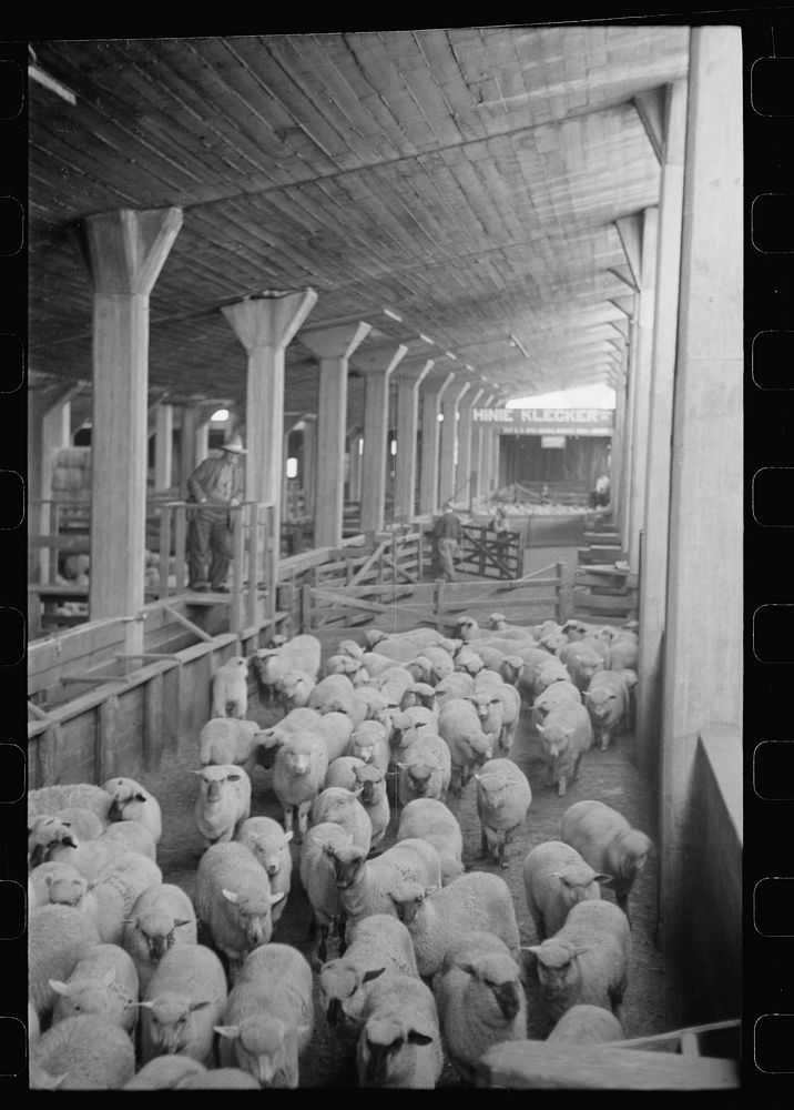 [Untitled photo, possibly related to: Interior of sheep barns, stockyards, Denver, Colorado]. Sourced from the Library of…