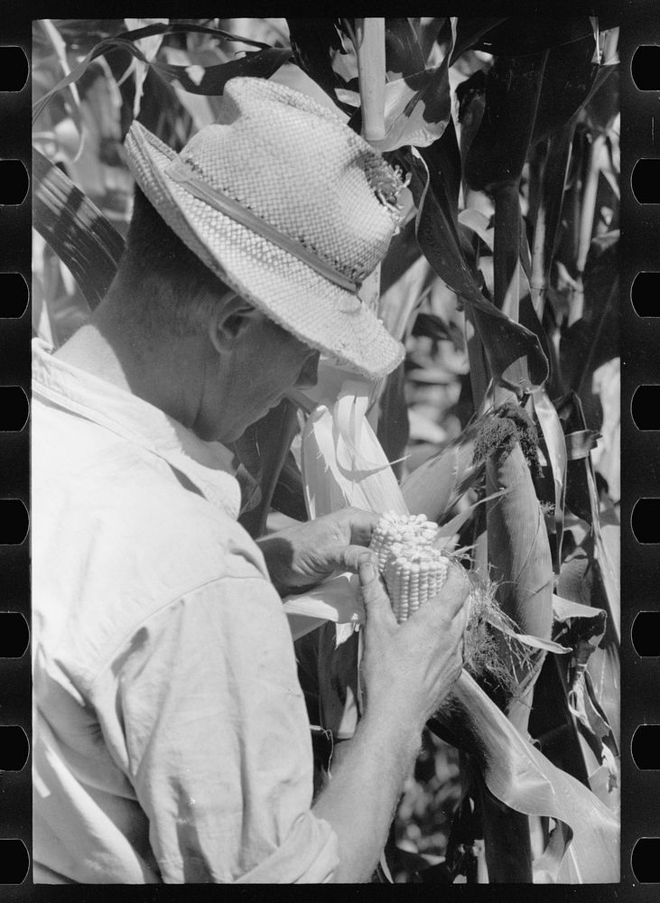 [Untitled photo, possibly related to: Farmer looks at the size of the cob in judging quality of hybrid corn, Hardin County…