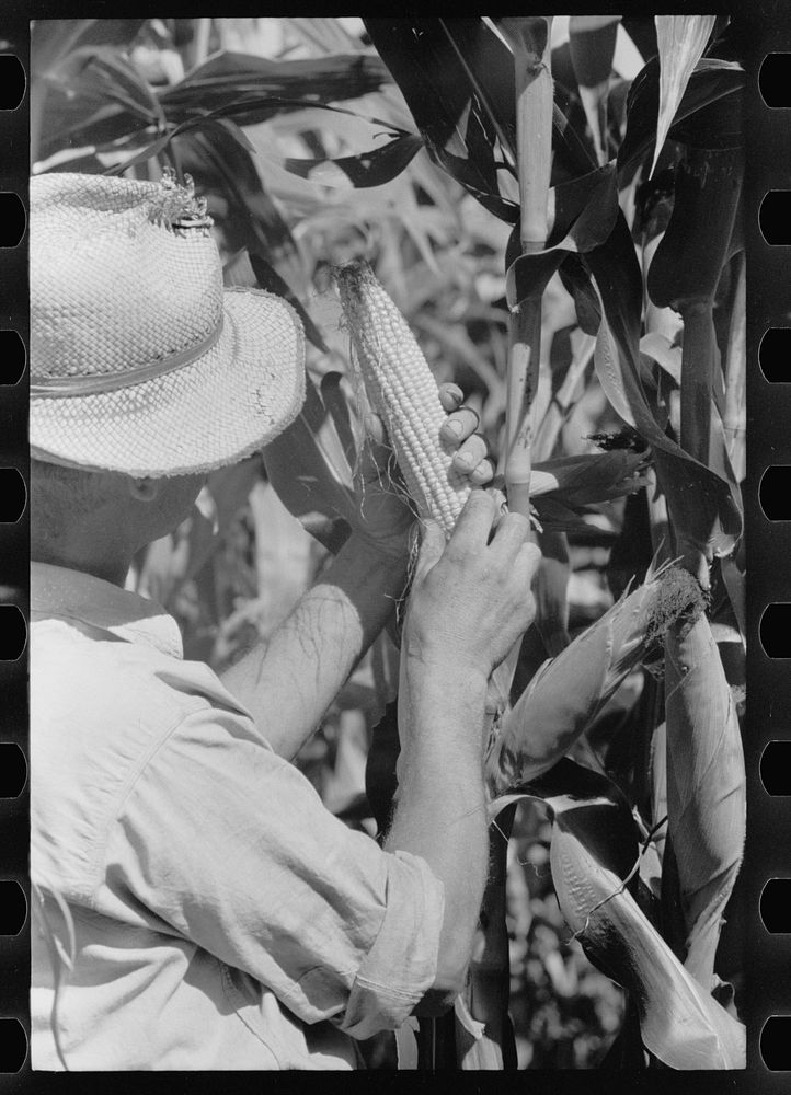 [Untitled photo, possibly related to: Farmer looks at the size of the cob in judging quality of hybrid corn, Hardin County…