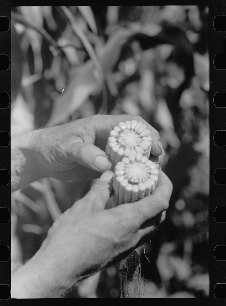 Farmer looks at the size of the cob in judging quality of hybrid corn, Hardin County, Iowa. Sourced from the Library of…