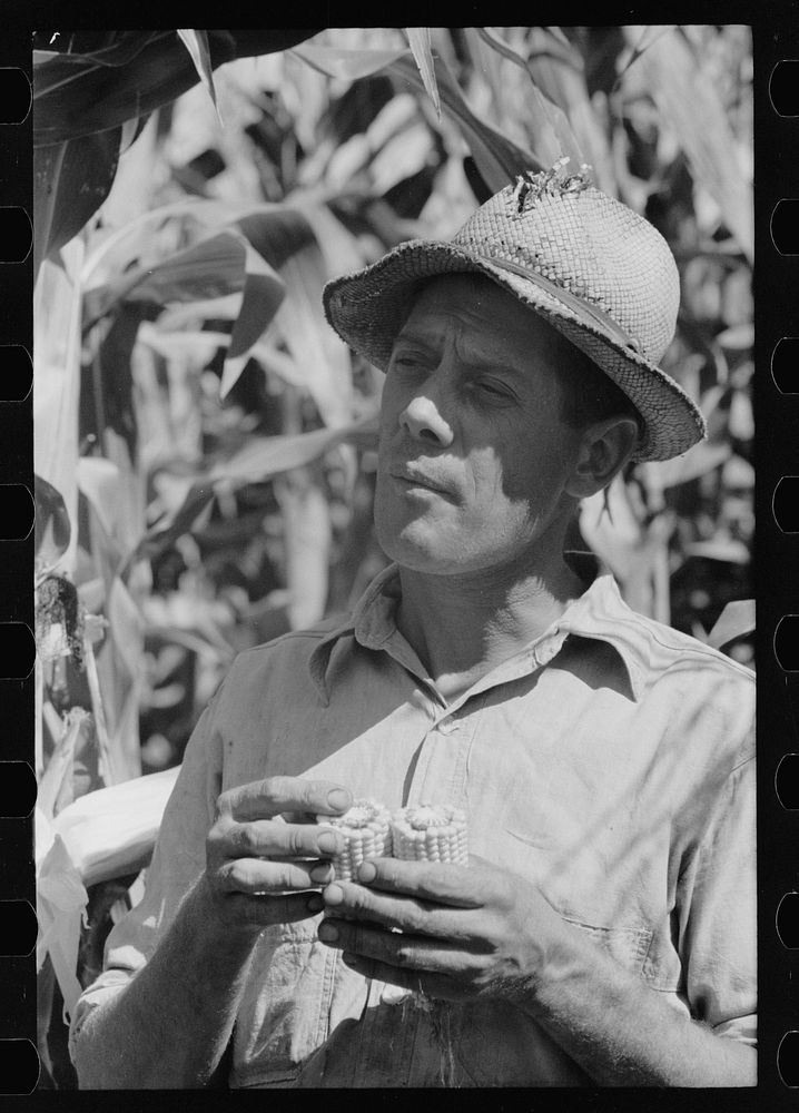 [Untitled photo, possibly related to: Farmer with hybrid corn, Hardin County, Iowa]. Sourced from the Library of Congress.