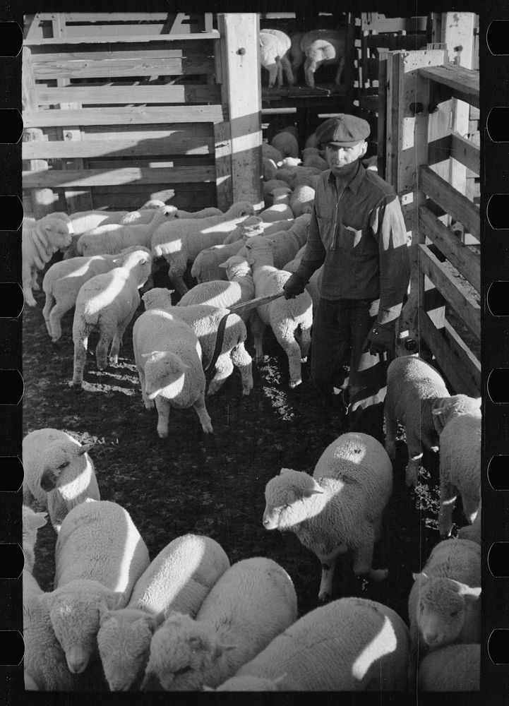 [Untitled photo, possibly related to: Loading sheep into stockcars, Denver, Colorado]. Sourced from the Library of Congress.
