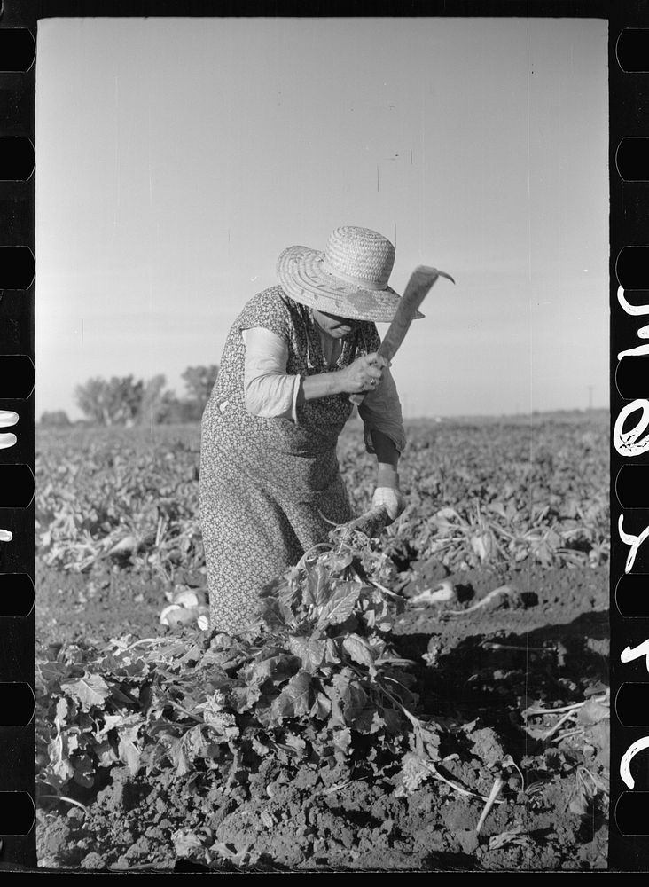 Spanish-American woman topping sugar beets, Adams County, Colorado. Sourced from the Library of Congress.